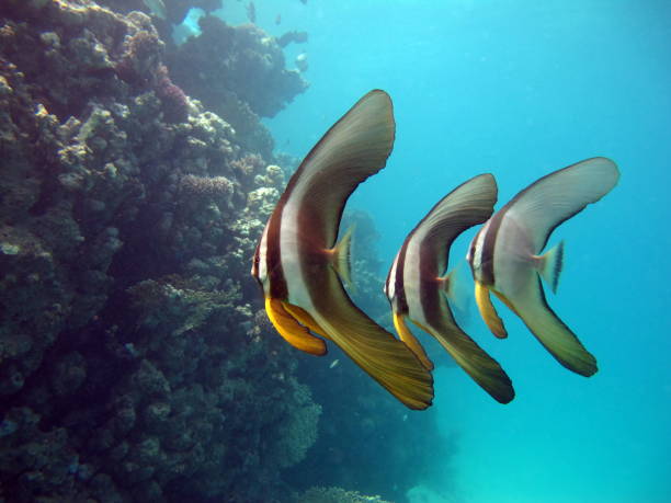 istock Long fin Longfin Batfish Platax family Ephippidae. 1492387911