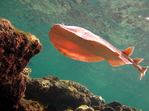 Stingrays. Leopard Electric Stingray - This electric stingray grows up to 100 cm and feeds on fish and bottom dwellers.