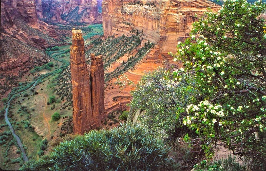Towering red sandstone formation at the bottom of a canyon framed by a flowering bush and .canyon walls