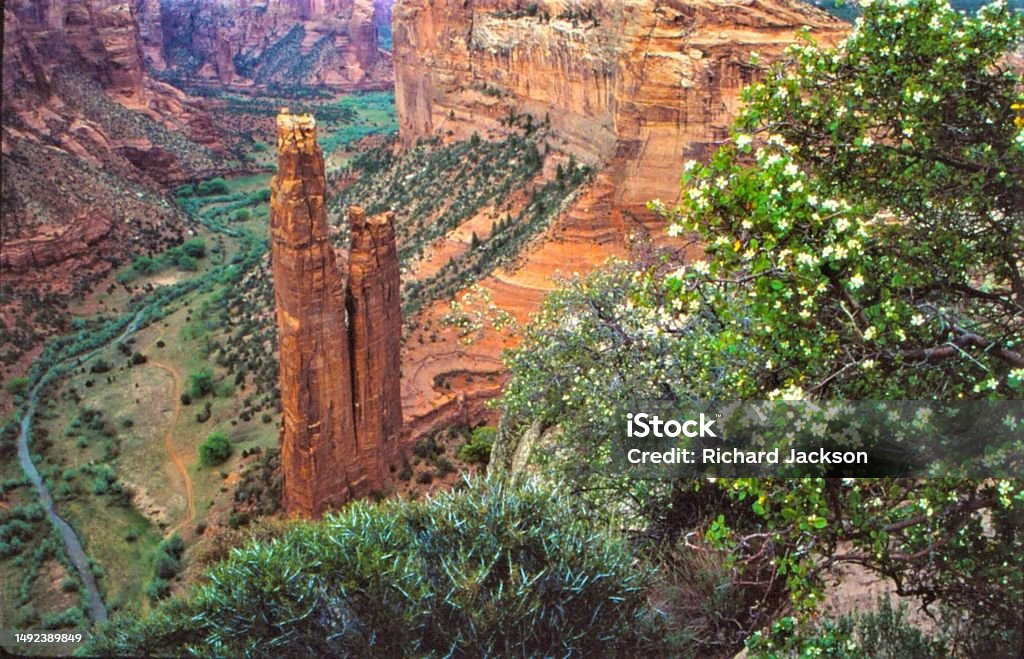 Spider Rock - Canyon de Chelly NM - Chinle, AZ Towering red sandstone formation at the bottom of a canyon framed by a flowering bush and .canyon walls Arizona Stock Photo