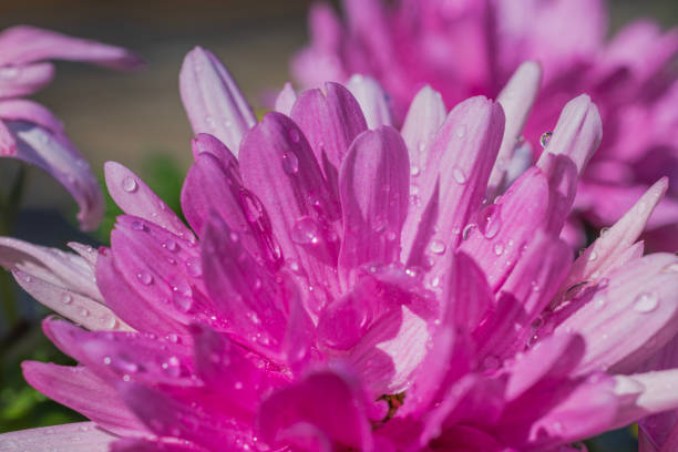macro photo of flower