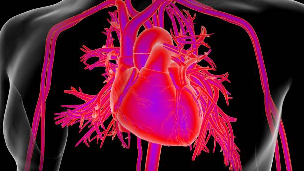istock Human heart anatomy for medical concept 3D Rendering 1492390243