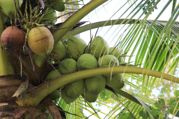 istock Fresh coconut fruit on the tree.The fruit and drink good for health. 1492390427