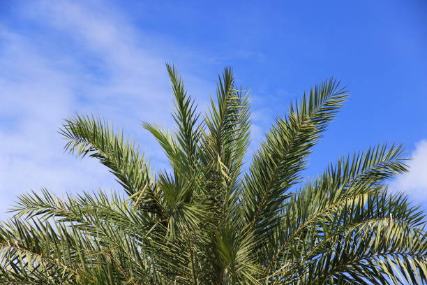 istock plam tree or coconut branch with bluesky background. 1492390434