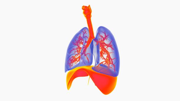 istock human lungs with trachea anatomy for medical concept 3D rendering 1492390525
