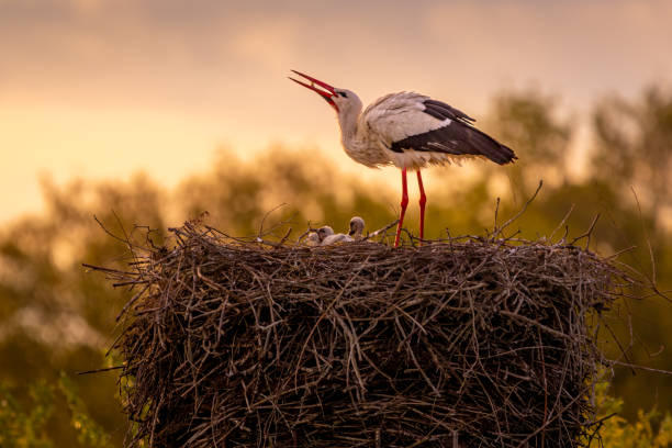 una famiglia di cicogne nel loro eyrie. la femmina sta solo preparando il pasto per i più piccoli, le cui teste stanno appena facendo capolino dal nido. - young bird landscape animal bird foto e immagini stock