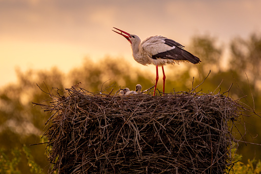 Stork is flying on nest.