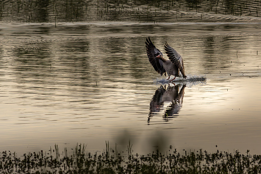 A graylag goose in an elegant approach to land. The wings are set up for braking and the feet are already gliding over the water.