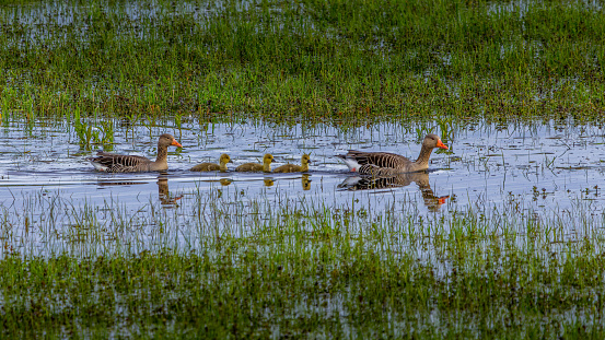A family of graylag geese swims in formation across a densely vegetated pond. They have three small chicks in their midst