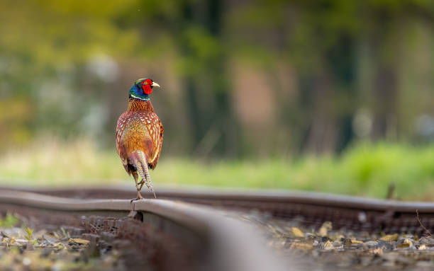 un fagiano dal collo ad anelli si pavoneggia abilmente su un binario ferroviario. il suo sguardo cade su un prato vicino dove era appollaiata la sua femmina. ottimo bokeh - il prossimo passo foto e immagini stock