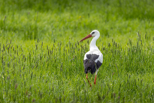 A young white stork struts through tall, green grass. His gaze sharpened for possible prey. Nearby is his eyrie, where the young are already waiting for him.