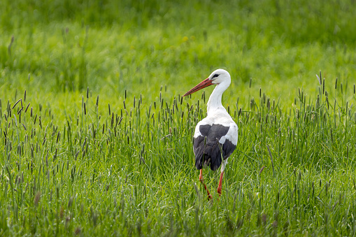 A young white stork struts through tall, green grass. His gaze sharpened for possible prey. Nearby is his eyrie, where the young are already waiting for him.
