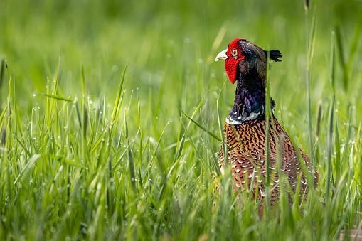 A ring-necked pheasant roams through tall green grass. He is probably on the lookout for possible food.
