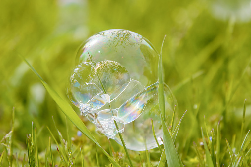 Big soap bubble cluster rests on green grass. Selective focus