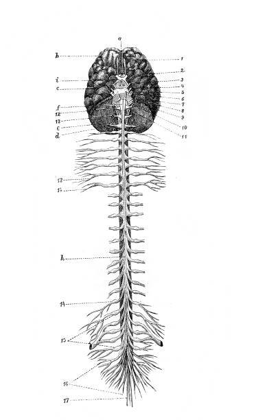 illustrazioni stock, clip art, cartoni animati e icone di tendenza di cervello e midollo spinale nel corso di igiene , di m. volkova, 1899, san pietroburgo - st vrain