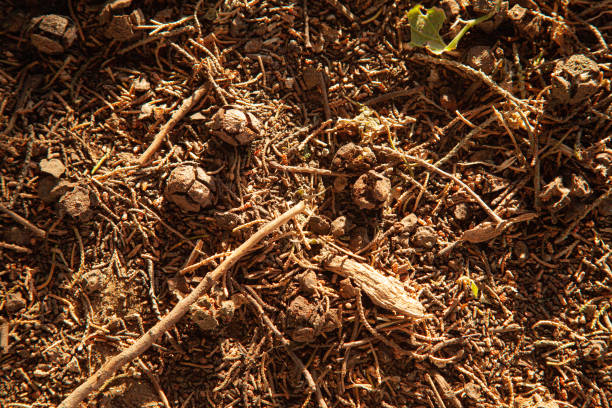 Old pine cones, pine needles and tree residue form a texture in warm tones