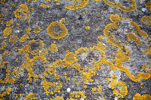 Stone texture and yellow mold stains.
