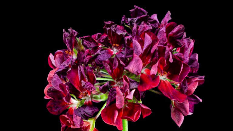 Red Pelargonium Flowers Blooming in Time Lapse on a Black Background. Beautiful Neon Red Geranium Blossoms Wilting