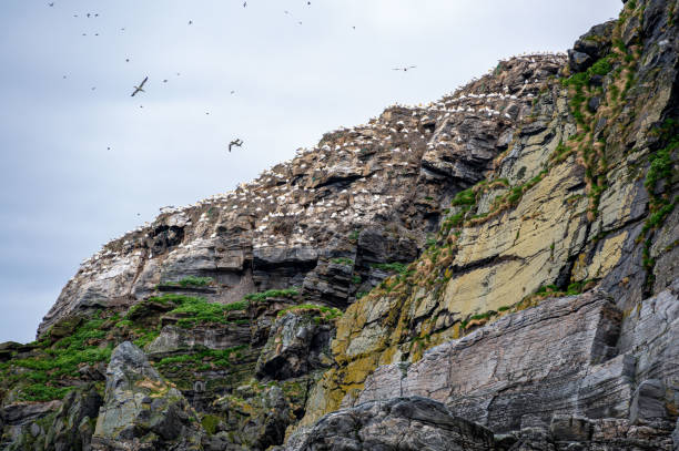 istock Bird Colonies on the Stappen Islands 1492397875