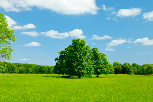 Green grassland and blue sky in Biei