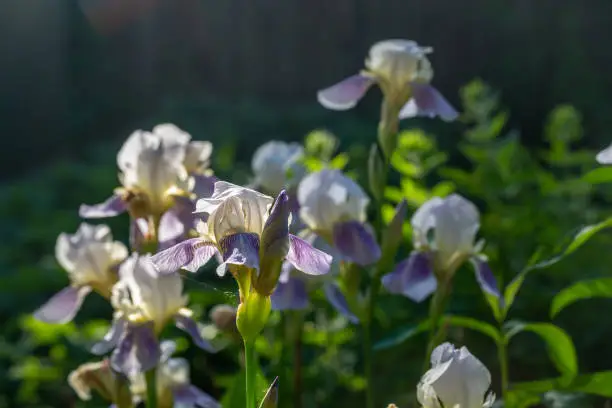 Photo of Large lilac irises in the sunset light macro photography.