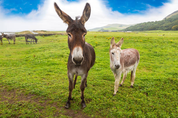 istock Donkey in the field in Scotland 1492400660