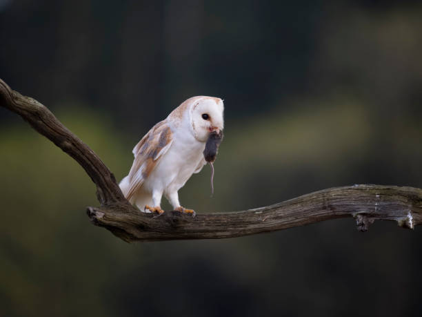 istock Barn owl, Tyto alba 1492402220