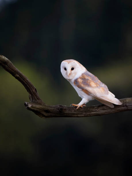 istock Barn owl, Tyto alba 1492402236