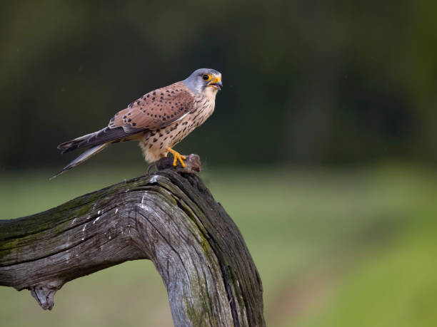 istock Common kestrel, Falco tinnunculus, 1492402352
