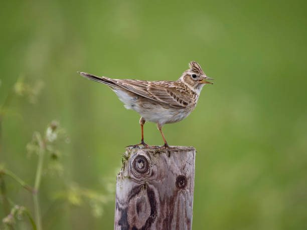 Skylark, Alauda arvensis Skylark, Alauda arvensis, single bird on post, Wiltshire, May 2023 alauda stock pictures, royalty-free photos & images