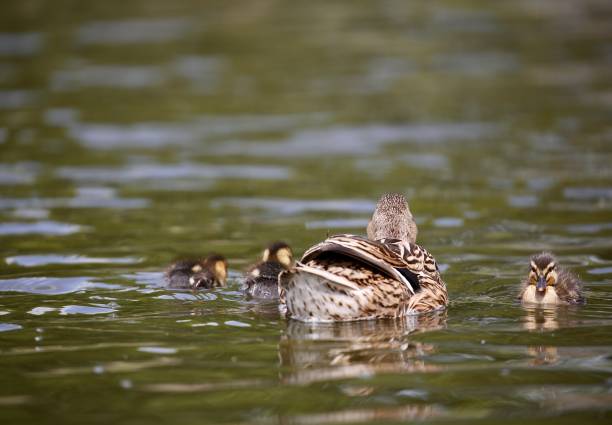 Mallard duckling on a water platter. OLYMPUS DIGITAL CAMERA