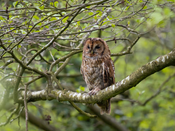istock Tawny owl, Strix aluco 1492402523