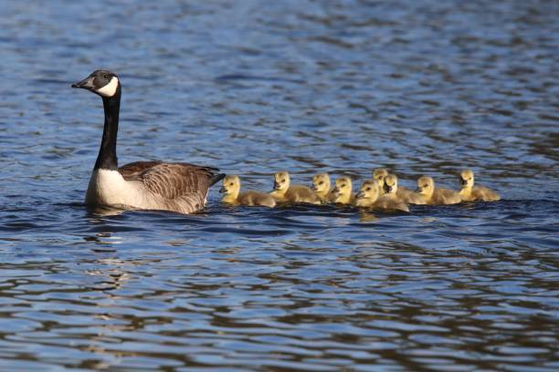 Canada goose swimming with a group of nine goslings following in a row stock photo