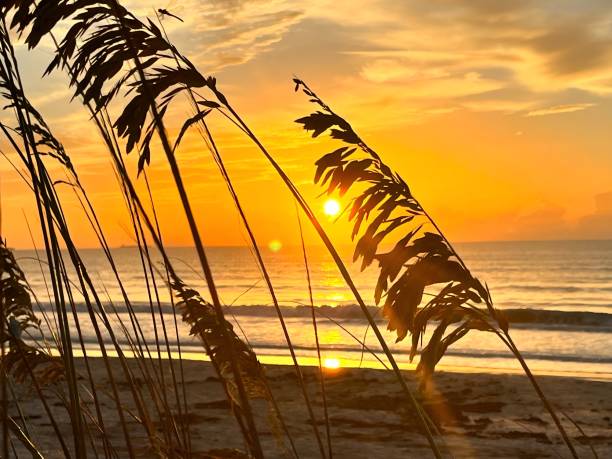 istock Beach reeds on coastline at sunrise 1492402629