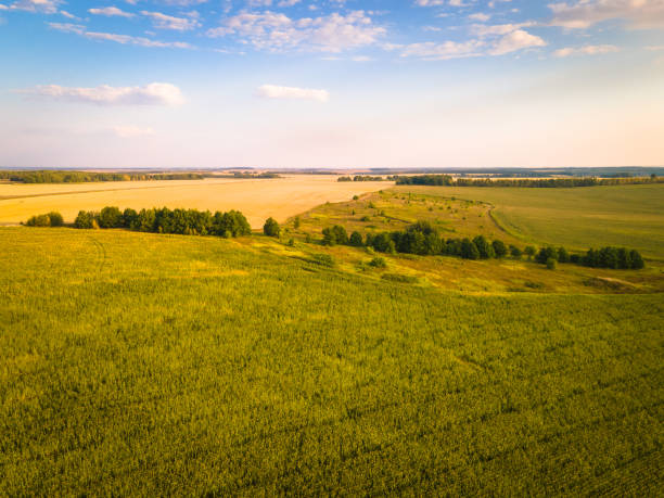 istock Agricultural field cereals aerial view 1492402707