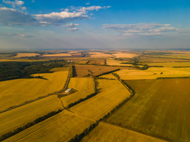 istock Agricultural field cereals aerial view 1492402708