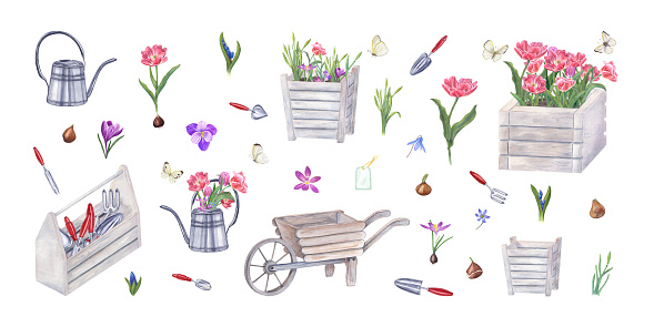 Watercolor set of garden tools, flowers, bulbs, butterflies isolated on white. Illustration of watering can, wooden pots, wheelbarrow, tool box, hand trowels, fork, crocus, tulips, blue snowdrops