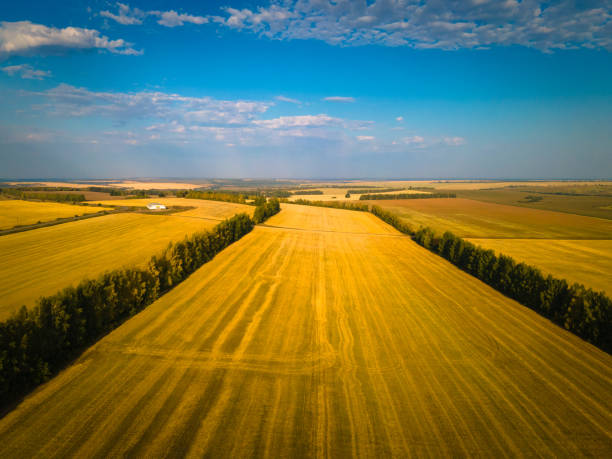 istock Agricultural field cereals aerial view 1492402857