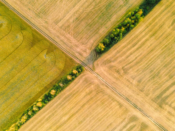 istock Agricultural field cereals aerial view 1492403141