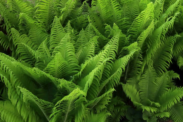 istock Fern bushes in the garden. Natural background. 1492404529