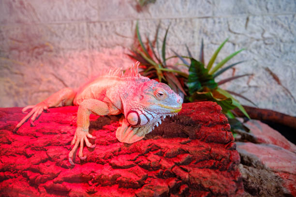 The Lesser Caymans iguana (Cyclura nubila caymanensis), also known as the Cayman Brac iguana, Cayman Island brown iguana or Sister Isles iguana, is a critically endangered subspecies of the Cuban iguana (Cyclura nubila)