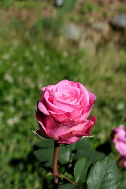 istock pink rose flower in the rose garden 1492405176