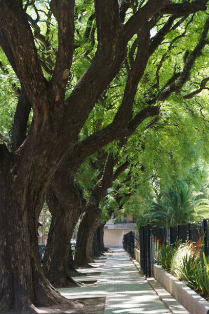 istock Tipuana tipu tree. Alley in the park with tropical trees 1492406534
