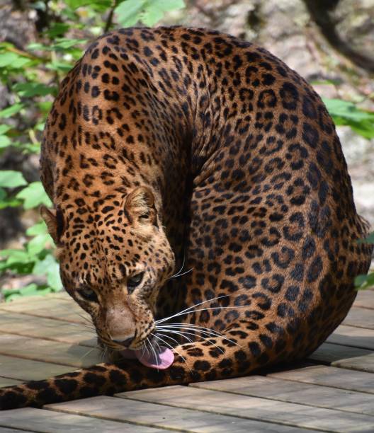 a panther licking its tail - endangered species europe whisker tail imagens e fotografias de stock