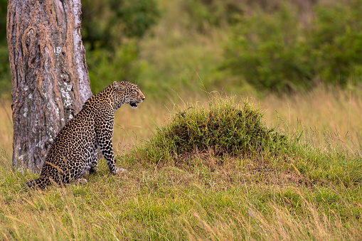 African Leopard Watching at Wildlife