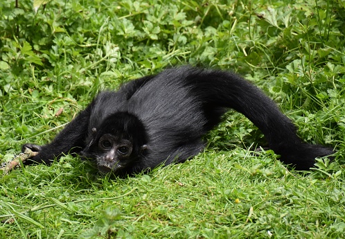 Un singe noir jouant dans l’herbe
