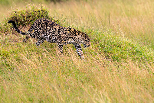 Cheetahs walking in wilderness on tar road