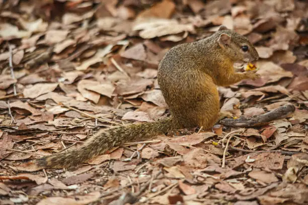 Smith's Bush Squirrel (Paraxerus cepapi) enjoying a snack in Kruger National Park. South Africa