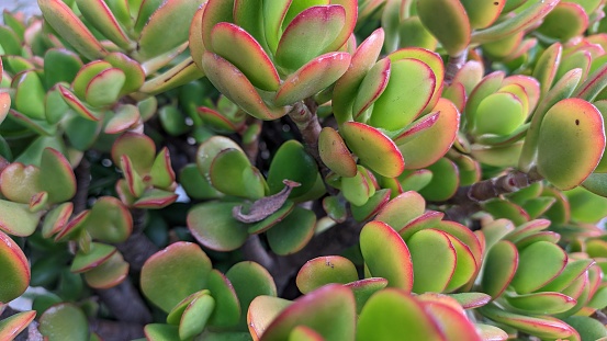 Crassula is a genus of succulent plants in the family Crassulaceae. High quality photo