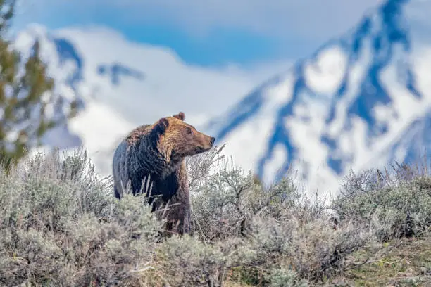 Photo of Grizzly bear walks through sage brush perhaps admiring the Teton Peaks of Grand Teton National Park in Wyoming, western USA of North America